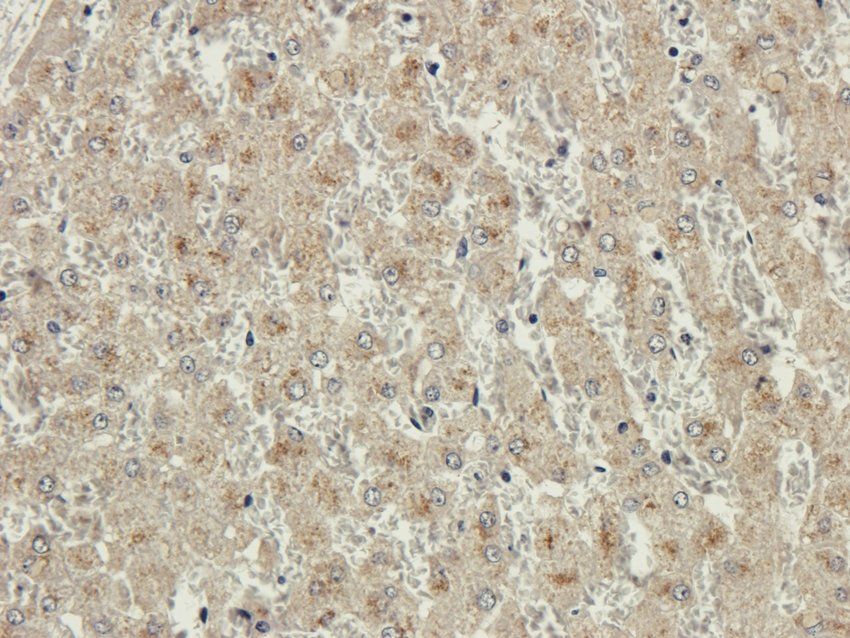 CD95 antibody