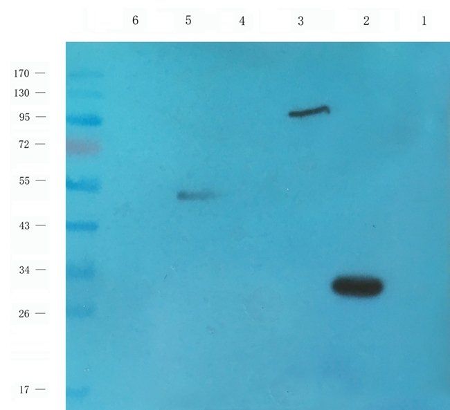 CD95 antibody