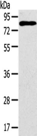 CD97 antibody