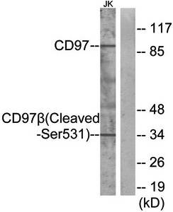 CD97β (Cleaved-Ser531) Antibody
