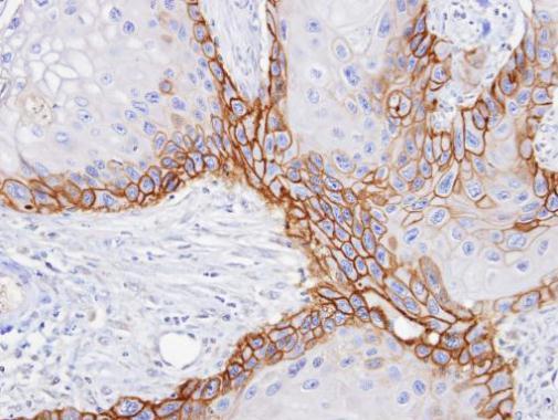 CD98 Rabbit Polyclonal Antibody