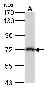 CD98 Rabbit Polyclonal Antibody