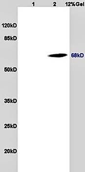 CD98 antibody