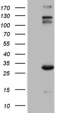 CD99 Antibody