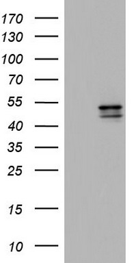 CD99 Antibody