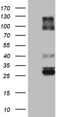 CD99 Antibody
