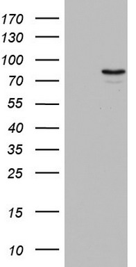 CD99 Antibody