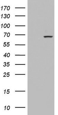 CD99 Antibody