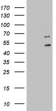 CD99 Antibody