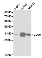 CD99 Antibody