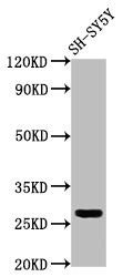 CD99L2 antibody