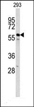 CDC14B antibody