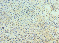 CDC16 Antibody