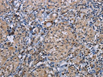 CDC16 Antibody