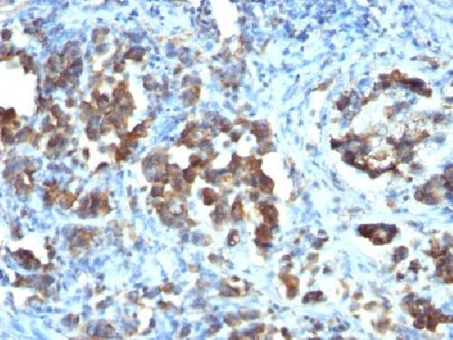 CDC20 Antibody