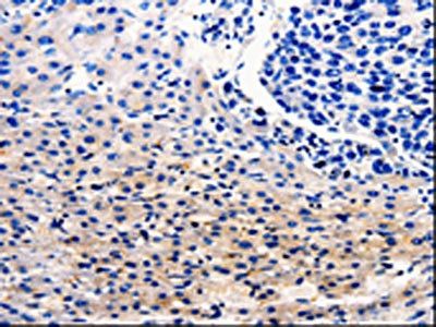 CDC20 Antibody