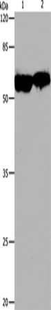 CDC20 Antibody