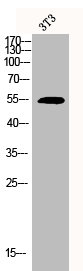 CDC20 Antibody