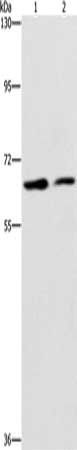 CDC23 Antibody