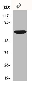 CDC23 antibody