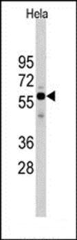 Cdc25A antibody