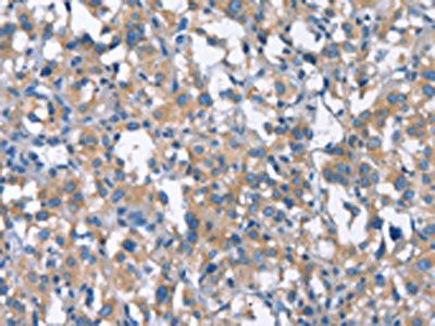 CDC25A Antibody