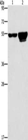 CDC25A Antibody
