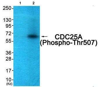 CDC25A (phospho-Thr507) antibody