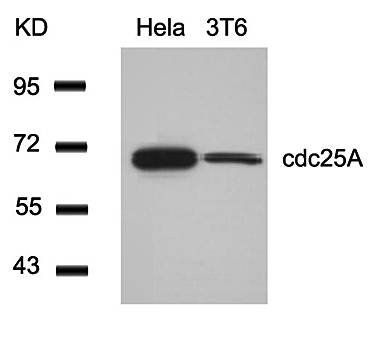 cdc25A Rabbit Polyclonal Antibody