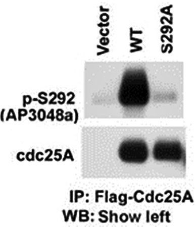 CDC25A (phospho-Ser292) antibody