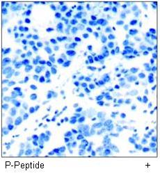 cdc25A (Phospho-Ser76) Antibody