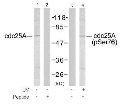 cdc25A (Phospho-Ser76) Antibody