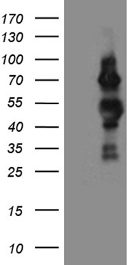 CDC25B Antibody