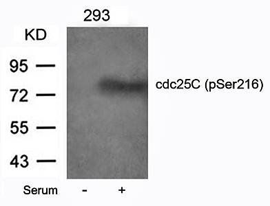 cdc25C (Phospho-Ser216) Antibody