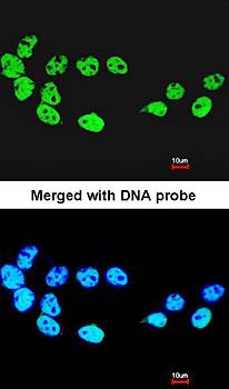 CDC26 antibody