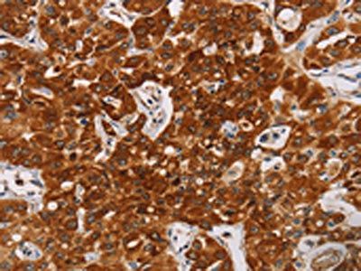 CDC27 Antibody