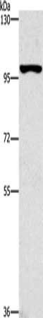CDC27 Antibody