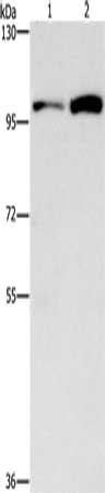CDC27 Antibody