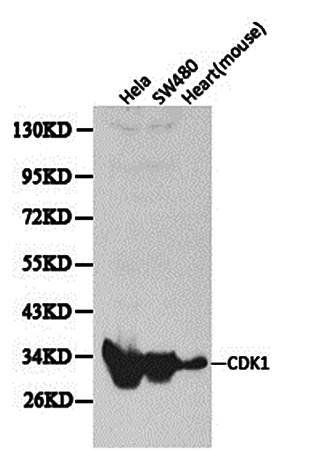 CDK1 antibody