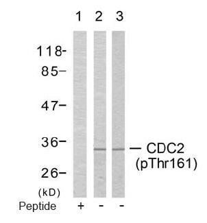 CDC2 (Phospho-Thr161) Antibody