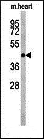 CDC2L6 antibody