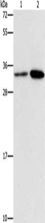 CDC34 antibody