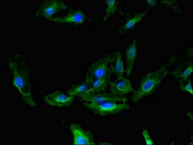 CDC37 Antibody