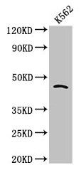 CDC37 Antibody
