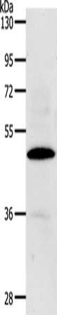 CDC37 antibody