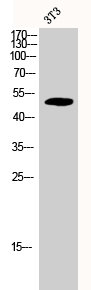 CDC37 Antibody