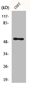 CDC37 Antibody