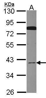 GOLPH2 antibody [C3], C-term