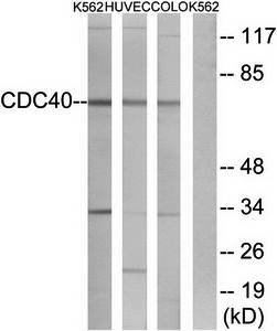 CDC40 Antibody