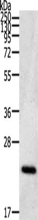 CDC42 Antibody